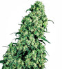 Skunk #1 | Feminized | Cannabis Seeds