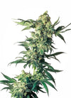 Northern Lights | Feminized | Cannabis Seeds