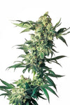 Northern Lights | Feminized | Cannabis Seeds