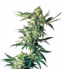 Northern Lights | Feminized | Cannabis Seeds