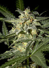 White Widow | Autoflower Feminised | Cannabis Seeds