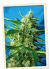 NYC Diesel | Autoflower Feminised | Cannabis Seeds
