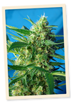 NYC Diesel | Autoflower Feminised | Cannabis Seeds