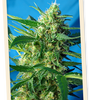 NYC Diesel | Autoflower Feminised | Cannabis Seeds