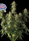 Amnesia | Feminized  | Cannabis Seeds