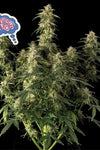 Amnesia | Feminized  | Cannabis Seeds