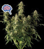 Amnesia | Feminized  | Cannabis Seeds