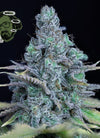 Urban Grove Collection | Cannabis Seeds | Dutch Classics Collection