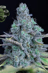 Jack Herer | Feminized  | Cannabis Seeds
