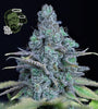 Jack Herer | Feminized  | Cannabis Seeds