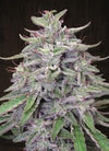 Bangi Haze | Feminized  | Cannabis Seeds