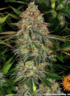 Tangerine Dream | Autoflower Feminised | Cannabis Seeds