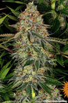 Tangerine Dream | Autoflower Feminised | Cannabis Seeds