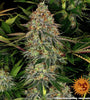 Tangerine Dream | Autoflower Feminised | Cannabis Seeds