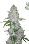 GG4 - Gorilla Glue | Autoflower | Cannabis Seeds
