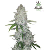 GG4 - Gorilla Glue | Autoflower | Cannabis Seeds