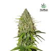 Feminized Sativa Beginner Cannabis Seeds