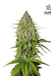 Grapefruit | Autoflower Feminized | Cannabis Seeds