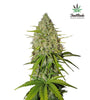 Grapefruit | Autoflower Feminized | Cannabis Seeds