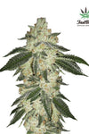 Green Crack | Autoflower Feminised | Cannabis Seeds
