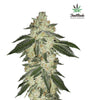 Green Crack | Autoflower Feminised | Cannabis Seeds
