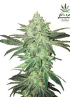 Stardawg | Autoflower | Cannabis Seeds