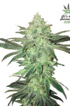 Stardawg | Autoflower | Cannabis Seeds