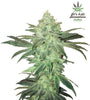 Stardawg | Autoflower | Cannabis Seeds