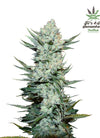 Tangie | Autoflower Feminised | Cannabis Seeds