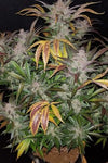 Cookies and Cream | Autoflower | Cannabis Seeds