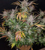 Cookies and Cream | Autoflower | Cannabis Seeds
