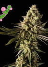 Bubba Kush | Feminized | Cannabis Seeds