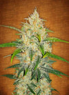 Zkittlez | Autoflower | Cannabis Seeds
