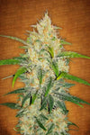 Zkittlez | Autoflower | Cannabis Seeds