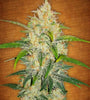 Zkittlez | Autoflower | Cannabis Seeds