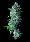 24K Gold | Feminized | Cannabis Seeds