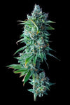 24K Gold | Feminized | Cannabis Seeds