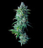 24K Gold | Feminized | Cannabis Seeds