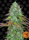 LSD | Autoflower Feminised | Cannabis Seeds