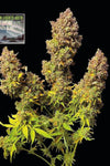 Northern Lights | Autoflower | Cannabis Seeds