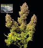 Northern Lights | Autoflower | Cannabis Seeds