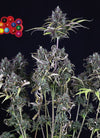 The Urban Grove Pack | Experience the Best of Dutch Classics