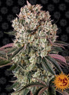 Glookies | Feminised | Cannabis Seeds