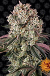 Glookies | Feminised | Cannabis Seeds