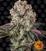 Glookies | Feminised | Cannabis Seeds