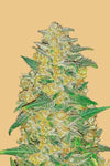 AK-47 Autoflower Feminised Seeds | Premium Quality Hybrid Strain for Enthusiasts