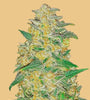 AK-47 Autoflower Feminised Seeds | Premium Quality Hybrid Strain for Enthusiasts