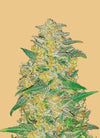 Sprout & Thrive Starter Pack | Feminized Cannabis Seeds | Easy Grow Strains