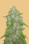 Amnesia Haze Feminised Seeds | Award-Winning Sativa-Dominant Strain for Enthusiasts