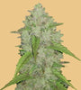 Amnesia Haze Feminised Seeds | Award-Winning Sativa-Dominant Strain for Enthusiasts